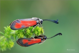 <p>VŘETENUŠKA ČTVEROTEČNÁ (Zygaena punctum) jižní Morava, Poudřanská step</p>